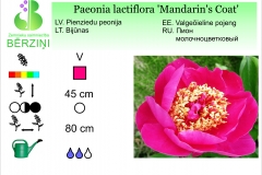 Paeonia lactiflora Mandarin's Coat