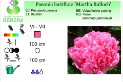 Paeonia lactiflora Martha Bulloch