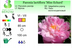 Paeonia lactiflora Miss Echard