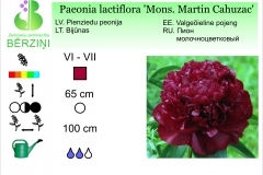Paeonia lactiflora Mons. Martin Cahuzac