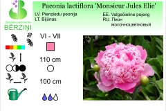 Paeonia lactiflora Monsieur Jules Elie