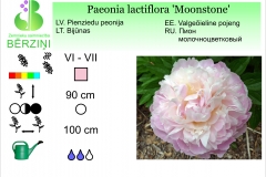 Paeonia lactiflora Moonstone