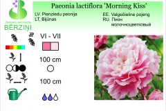 Paeonia lactiflora Morning Kiss