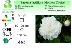 Paeonia lactiflora Mothers Choice