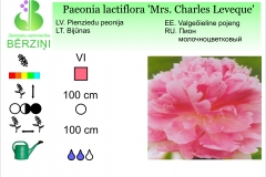 Paeonia lactiflora Mrs. Charles Leveque