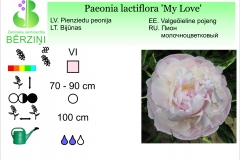 Paeonia lactiflora My Love