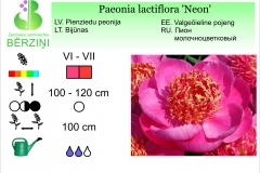 Paeonia lactiflora Neon