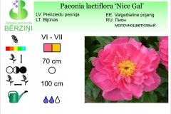 Paeonia lactiflora Nice Gal