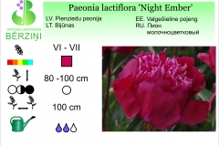 Paeonia lactiflora Night Ember