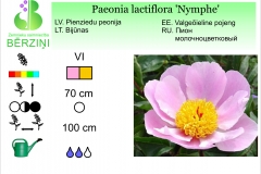 Paeonia lactiflora Nymphe