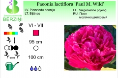 Paeonia lactiflora Paul M.Wild