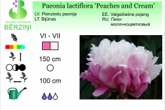 Paeonia lactiflora Peaches and Cream