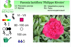 Paeonia lactiflora Philippe Rivoire