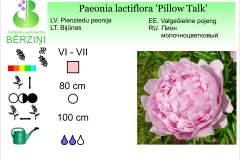 Paeonia lactiflora Pillow Talk