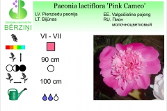 Paeonia lactiflora Pink Cameo