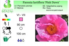 Paeonia lactiflora Pink Dawn