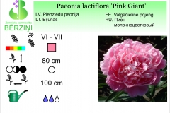 Paeonia lactiflora Pink Giant