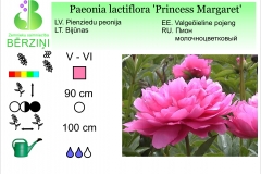 Paeonia lactiflora Princess Margaret