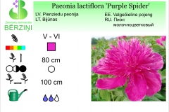 Paeonia lactiflora Purple Spider