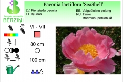 Paeonia lactiflora SeaShell