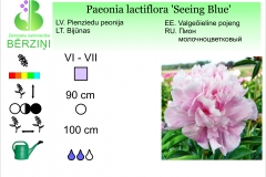 Paeonia lactiflora Seeing Blue