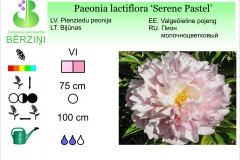 Paeonia lactiflora Serene Pastel