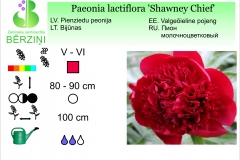 Paeonia lactiflora Shawney Chief