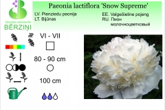 Paeonia lactiflora Snow Supreme
