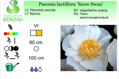 Paeonia lactiflora Snow Swan