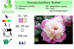 Paeonia lactiflora Sorbet