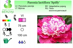 Paeonia lactiflora Spiffy