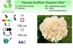 Paeonia lactiflora Summer Glow