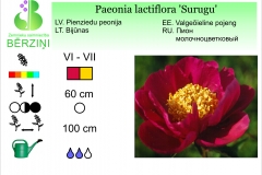 Paeonia lactiflora Surugu