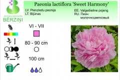 Paeonia lactiflora Sweet Harmony