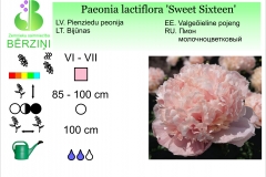 Paeonia lactiflora Sweet Sixteen