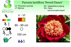 Paeonia lactiflora Sword Dance