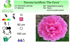Paeonia lactiflora The Fawn