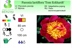 Paeonia lactiflora Tom Eckhardt
