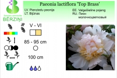 Paeonia lactiflora Top Brass