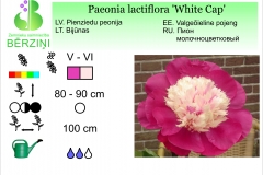 Paeonia lactiflora White Cap