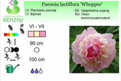 Paeonia lactiflora Whopper