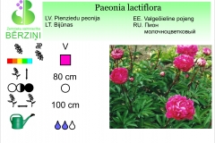 Paeonia lactiflora - violetroza