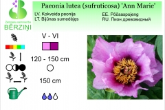 Paeonia lutea (sufruticosa) Ann Marie