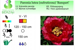 Paeonia lutea (sufruticosa) Banquet