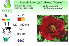 Paeonia lutea (sufruticosa) Boreas