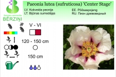 Paeonia lutea (sufruticosa) Center Stage