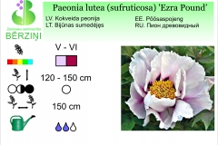 Paeonia lutea (sufruticosa) Ezra Pound