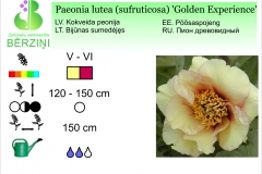 Paeonia lutea (sufruticosa) Golden Experience