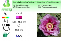 Paeonia lutea (sufruticosa) Guardian of the Monastery