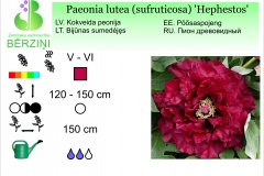 Paeonia lutea (sufruticosa) Hephestos